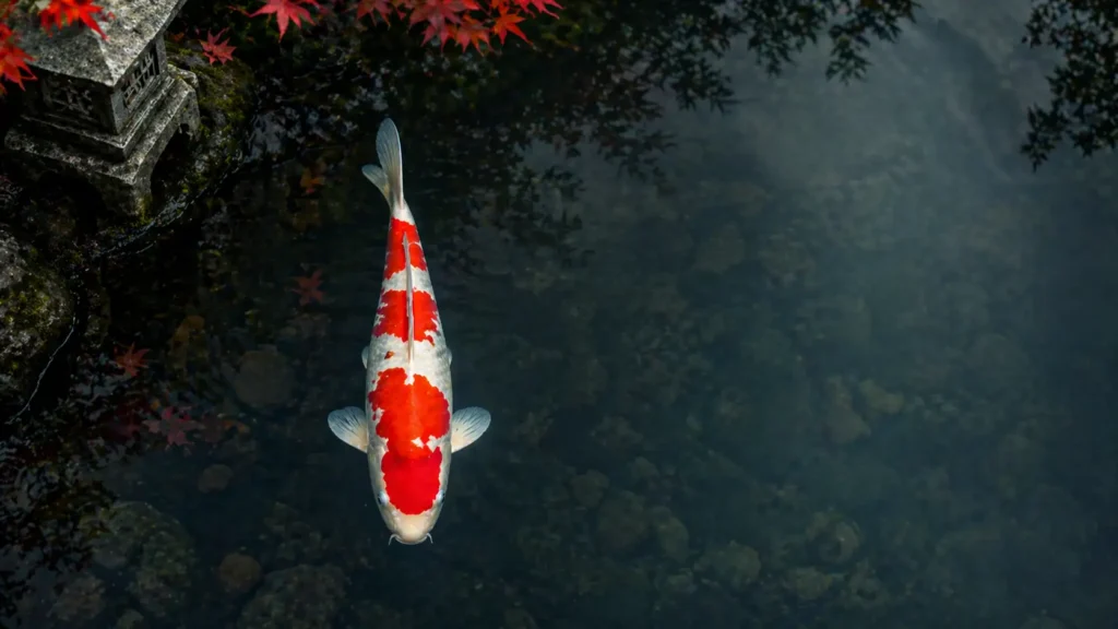 Cá Koi Kohaku Nhật Bản nhìn từ trên xuống với khoang đỏ Hi đậm trên nền trắng Shiroji trong hồ nước trong